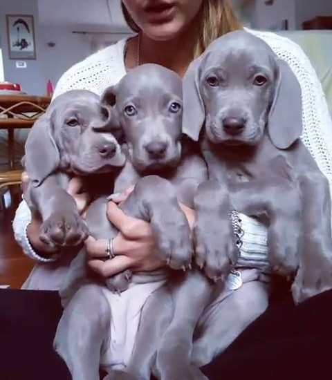 So much cuteness! Credit: @argentovivobestforbeasts Watch more: www.thebearshit.com