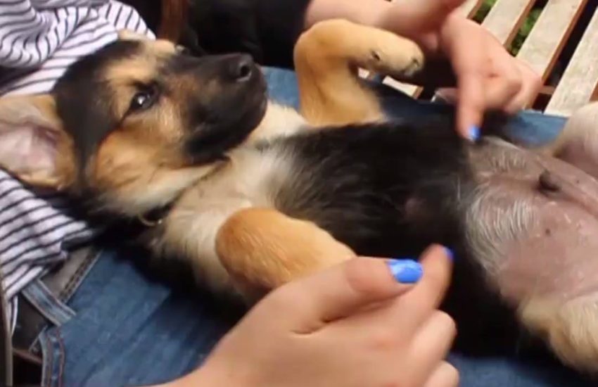 The best belly rubs via The Mayhew Animal Home
