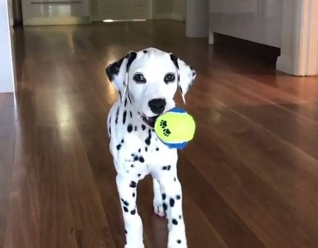 攀升感謝：@ jasper_the_dalmatian觀看更多：www.thebearshit.com