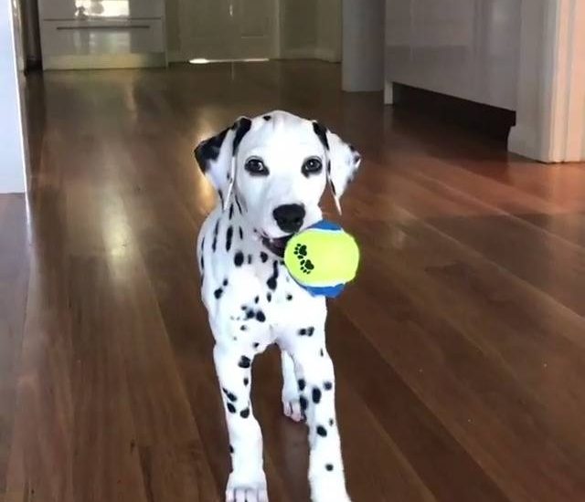 Creeping up Credit: @jasper_the_dalmatian Watch more: www.thebearshit.com