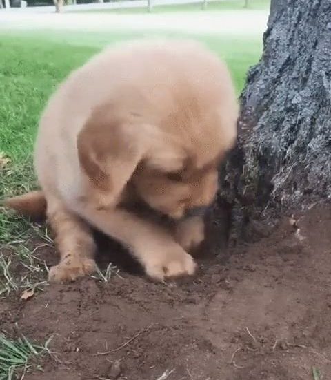 Digging is tough Watch more: www.thebearshit.com