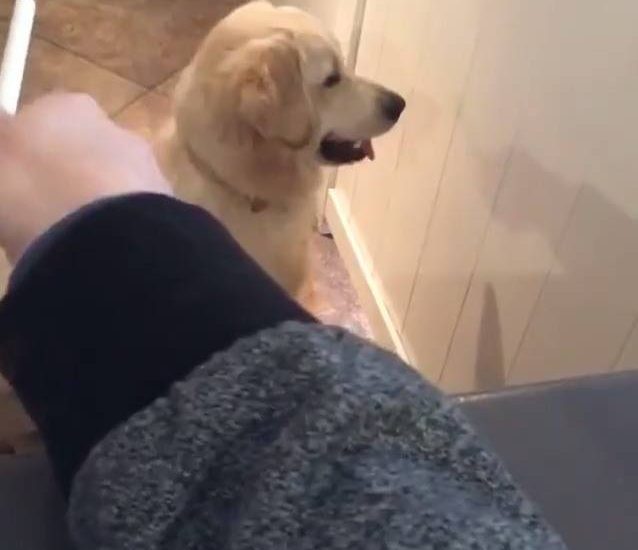 Not the smartest doggy Watch more: www.thebearshit.com