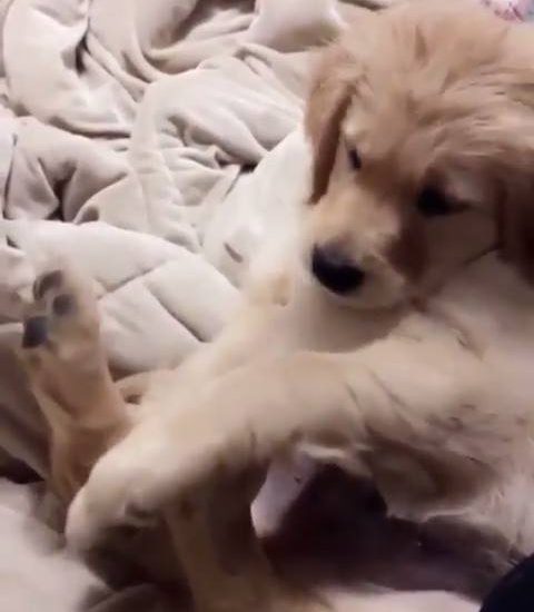 Discovering her toes Watch more: www.thebearshit.com