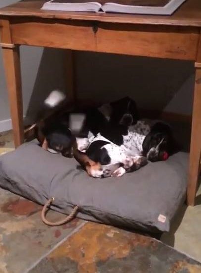 Dogs Wag Their Tails In Sync