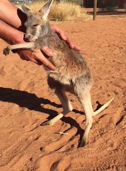 An orphan kangaroo showing some love. Via: ViralHog