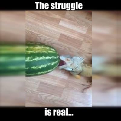 鬣蜥與西瓜