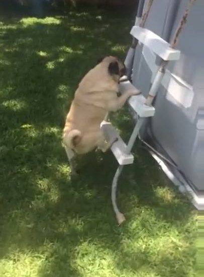 Pug Climbs Ladder To Get Into Pool