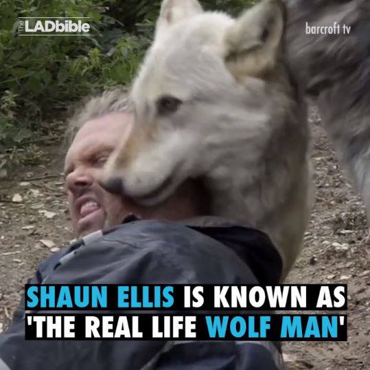 Meet Shaun Ellis, the man who lives with wolves!