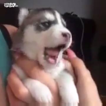 赫斯基嘗試第一個嚎叫