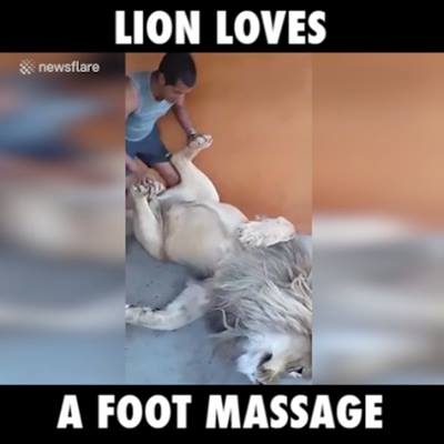 獅子愛足部按摩