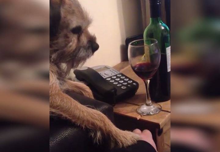 狗說沒有更多的酒