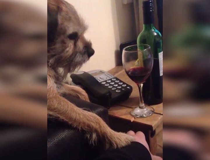 Dog Says No More Wine