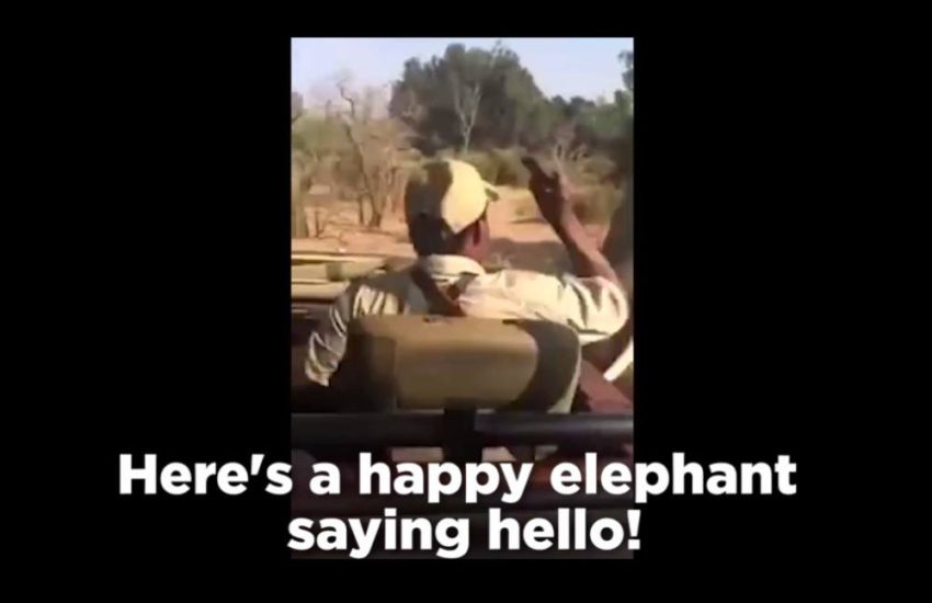 Ozzyman Reviews When Animals Fight Back