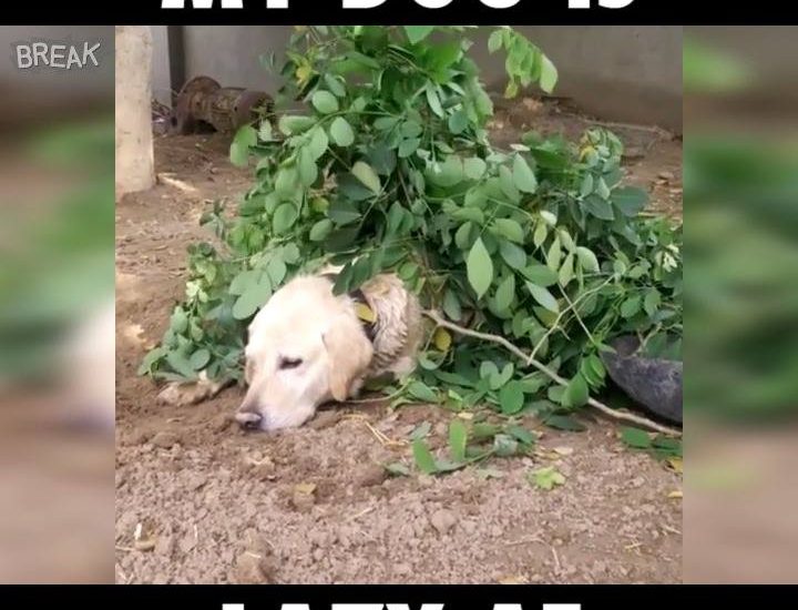 Laziest Dog In The World