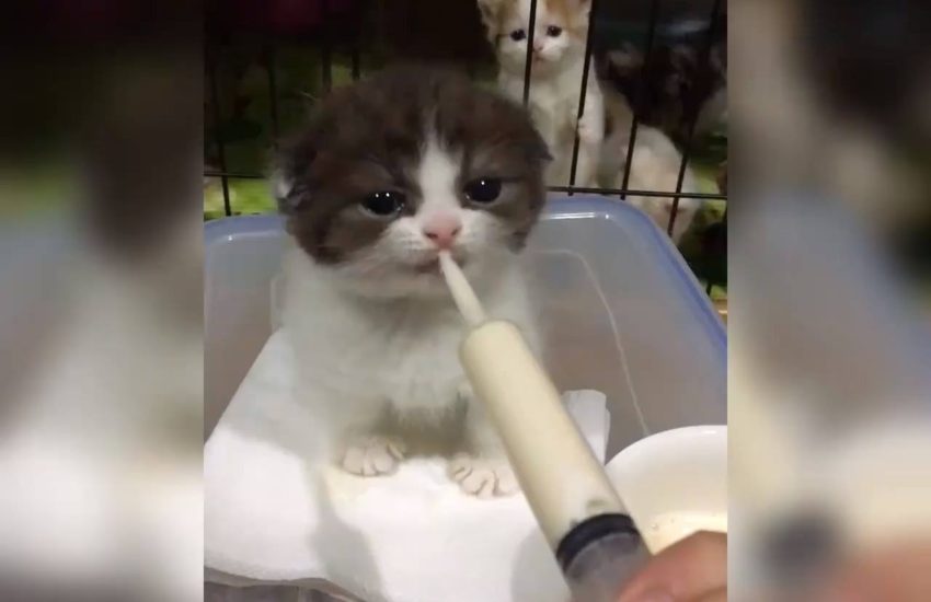 A Very Hungry Kitten