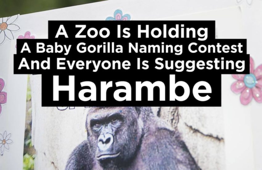 A Zoo Holding A Baby Gorilla Naming Contest Got Bombarded With...