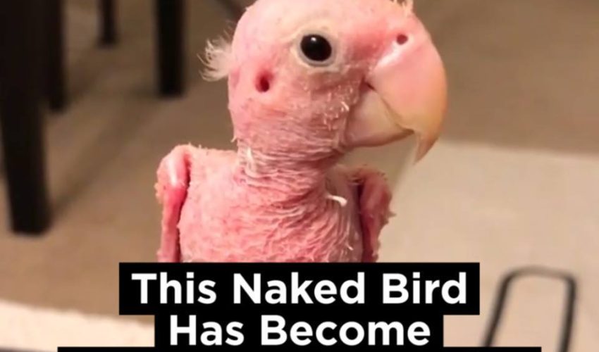 裸鳥去病毒