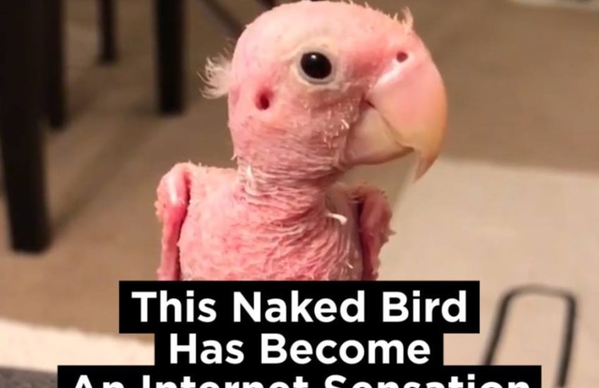 Naked Bird Goes Viral