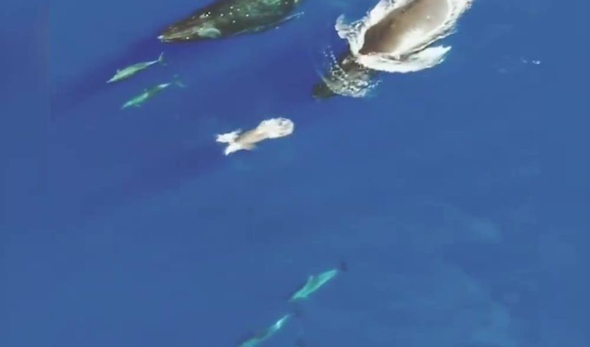 鯨魚和海豚一起游泳