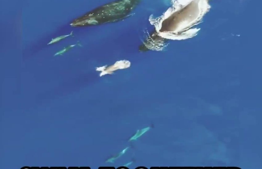 Whales And Dolphins Swim Together