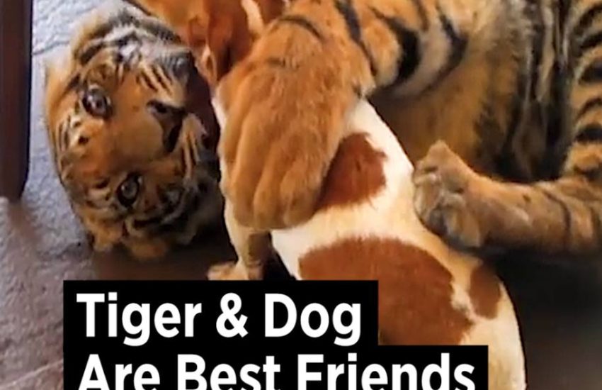 Tiger And Dog Are Best Friends