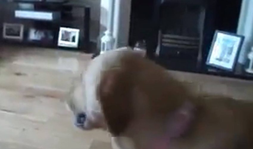 這隻狗為其懷孕的主人???獲得組織