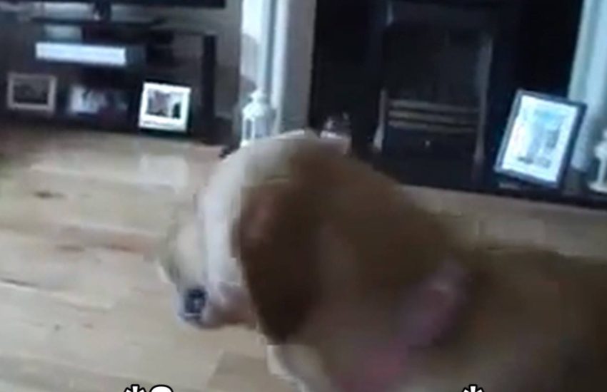 This dog gets tissue for its pregnant owner ???