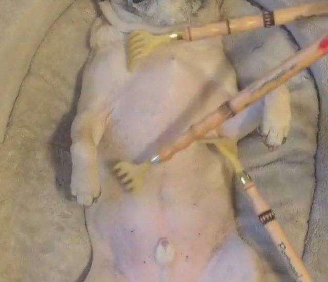 The Most Chilled Pug Ever