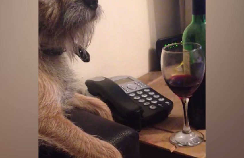 We all need this dog right now ??