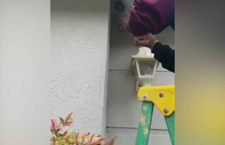 Getting Rid Of Wasps The Old Fashioned Way