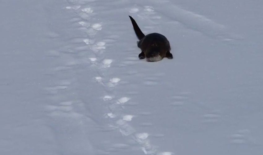 水獺在雪中滑行