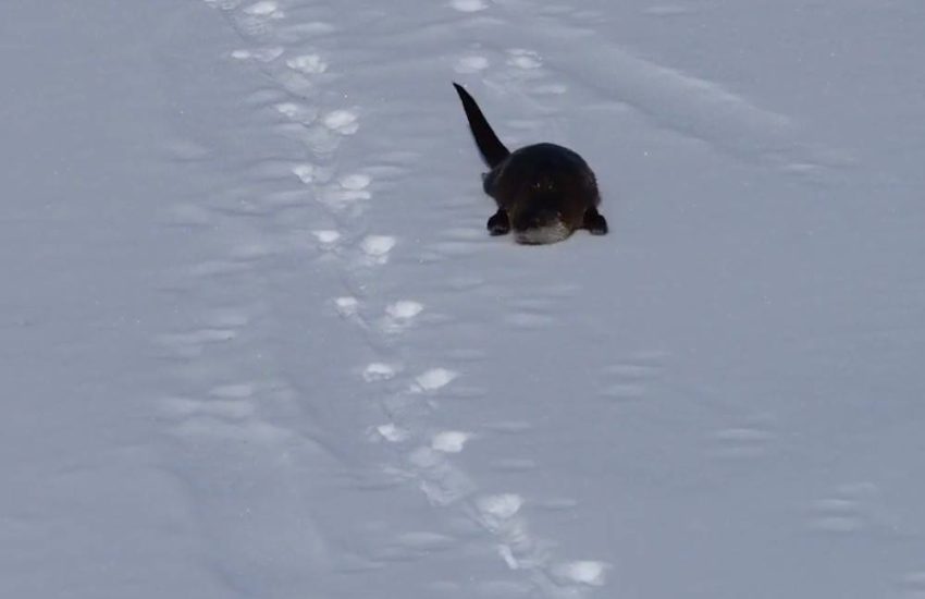 Otter slides in snow