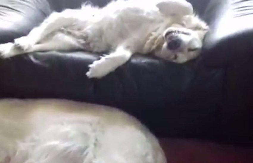 Dogs sleeping on the floor