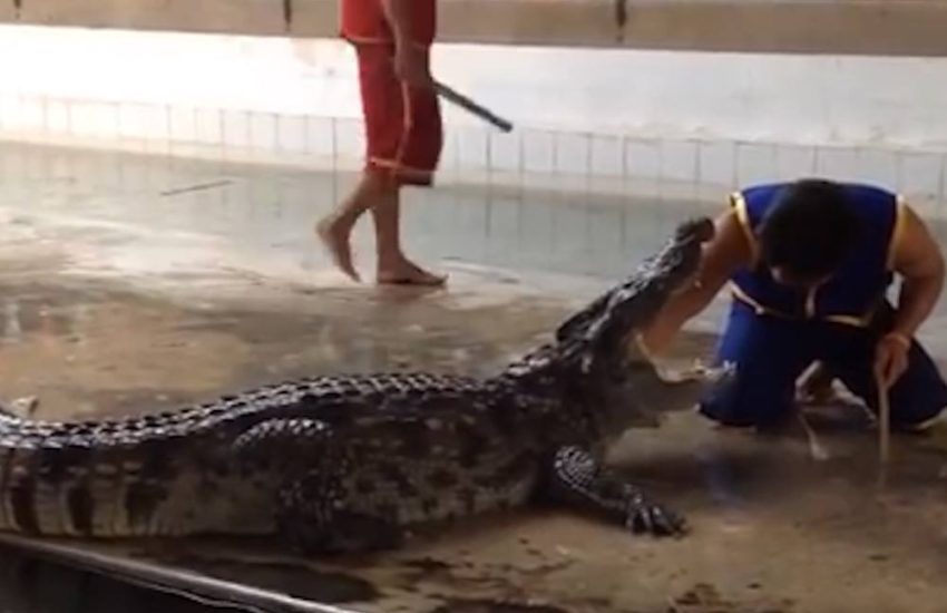 Guy Puts Arm Into Alligators Mouth