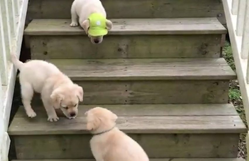 Puppies Vs Stairs