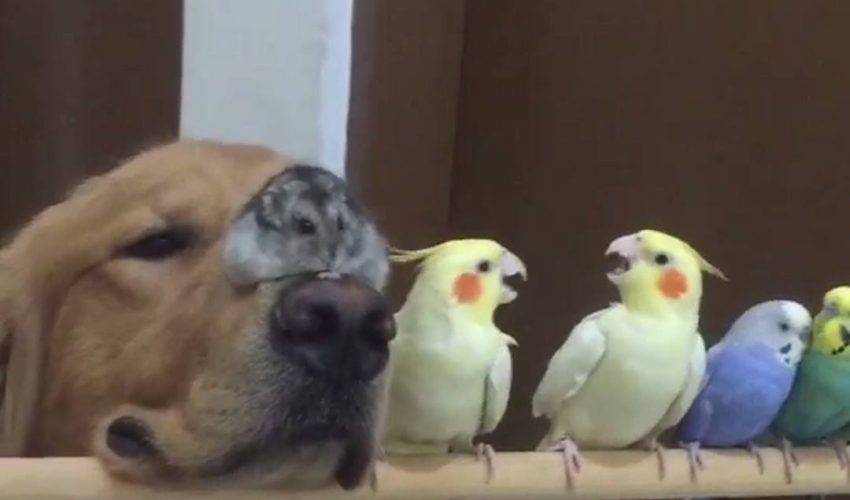 狗中斷家庭照片