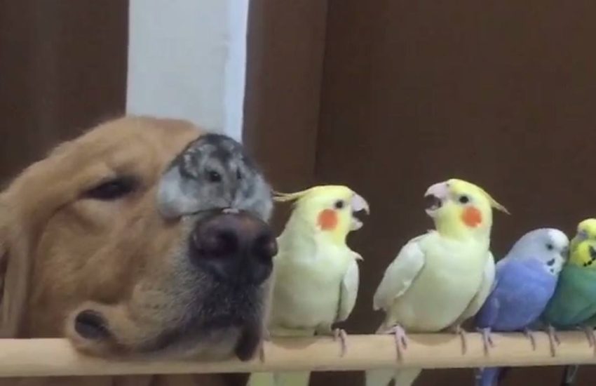 Dog Interrupts Family Photo