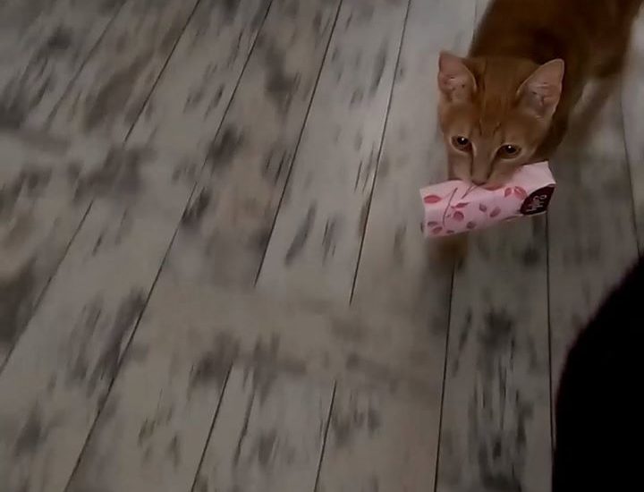 Cat Brings Tissues Every Time Owner Sneezes