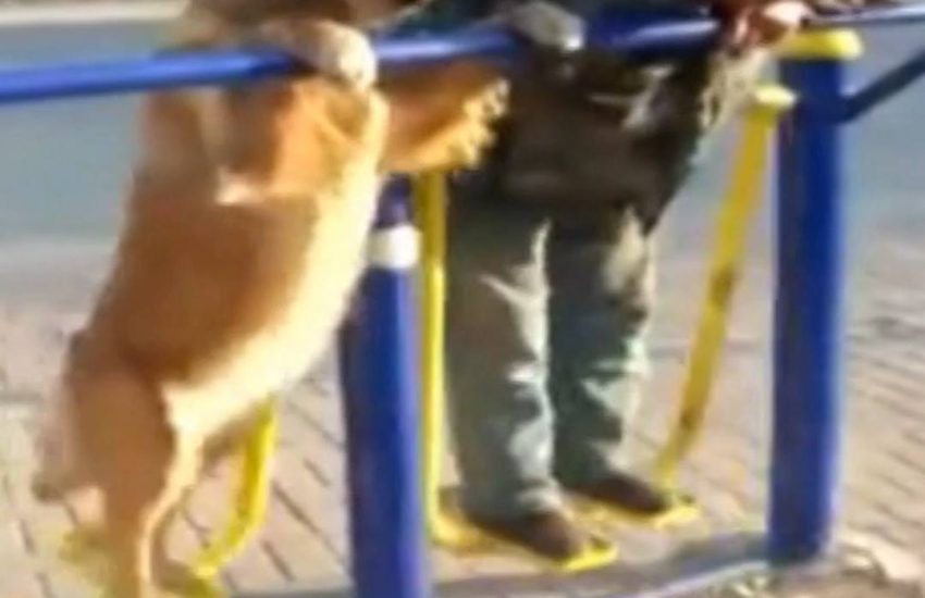 Dog On An Exercise Machine