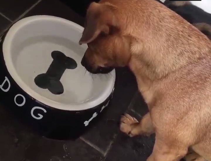 Dog Tries To Get Bone From Bowl