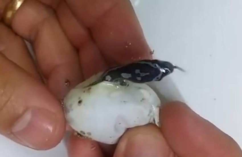 Birth Of A Snake Captured On Camera