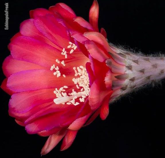 Amazing Timelapse Of Cactus Flowers Blooming