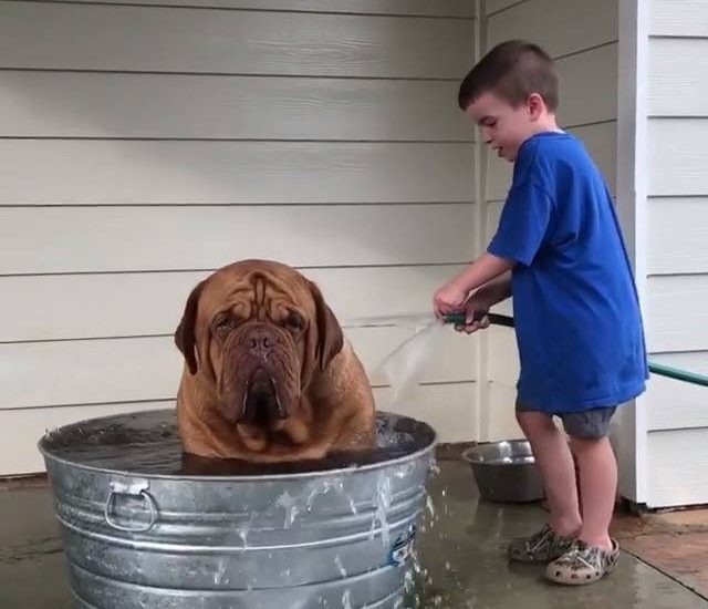 Dog Cooling Down In The Hot Weater