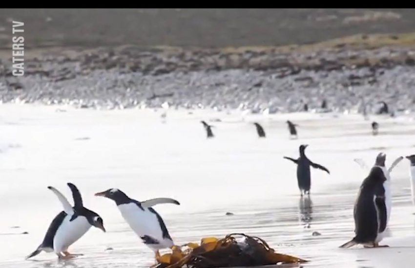 Penguin Is Scared Of Water