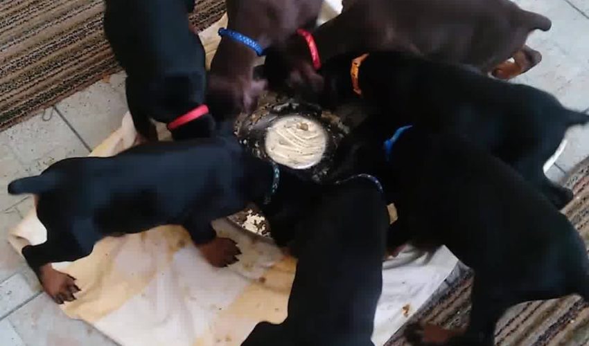 ＃它的病毒
