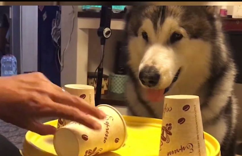 Never gamble with this dog