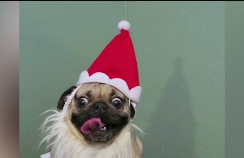 All I want for Christmas is a ton of pugs