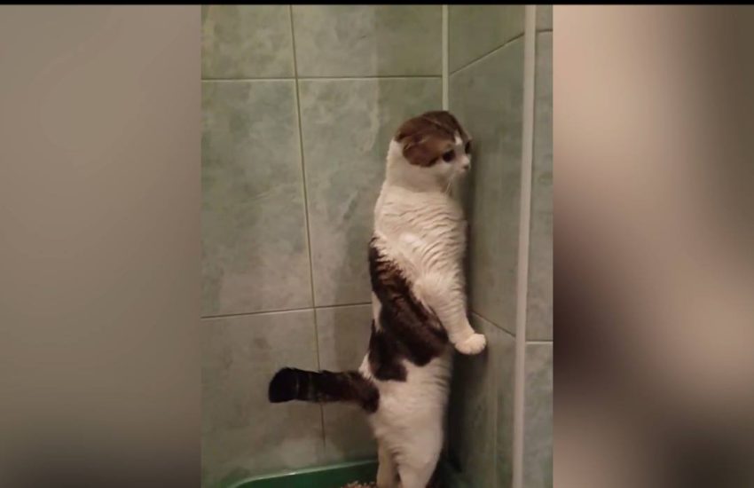 This cat only poops standing up