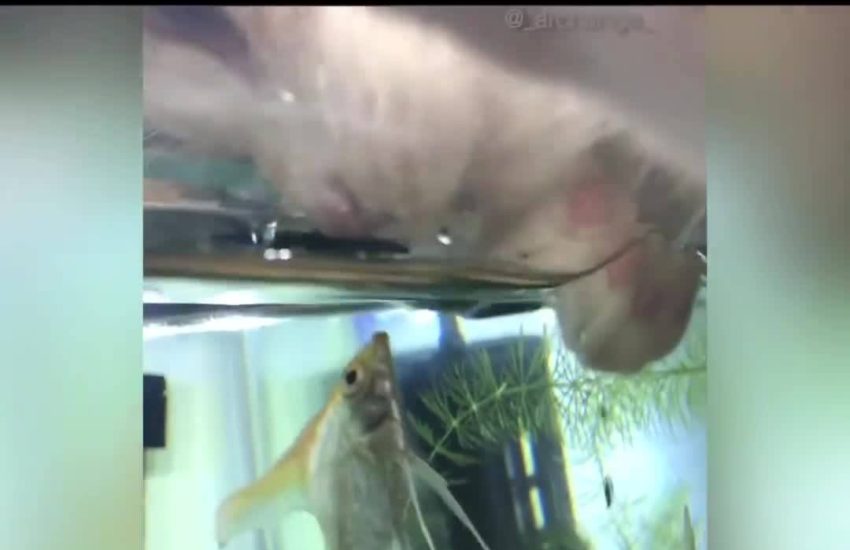 Cat and fish are best friends