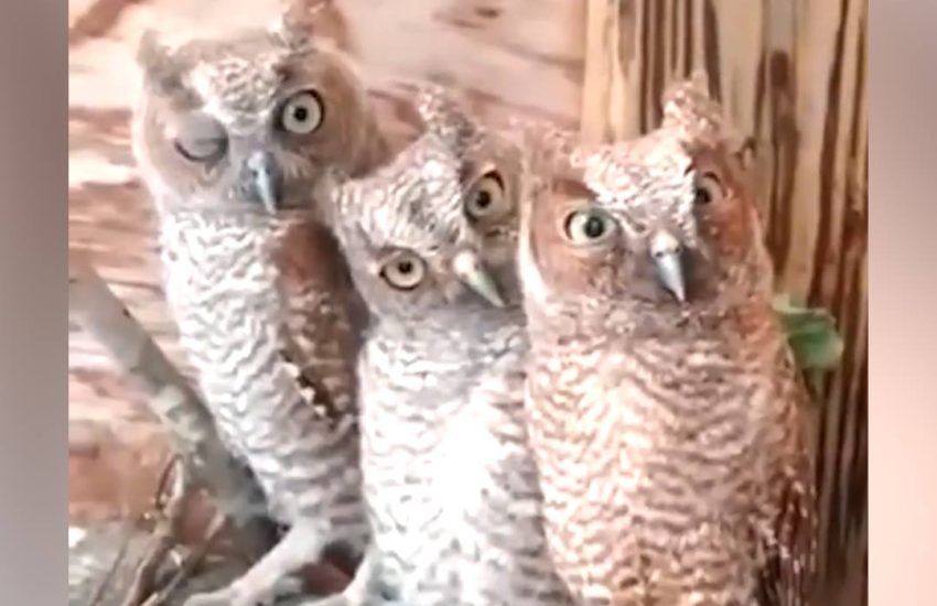 Ozzy man narrates trash talking owls